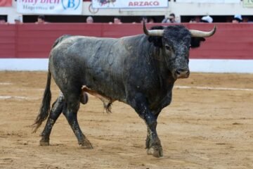 Saltillo y Vic dan gato por liebre