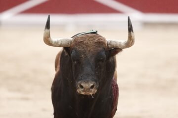 Aparatosos y descastados toros de Fuente Ymbro