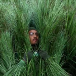 Las «personas planta» de la actuación de Bad Bunny en la Super Bowl: un trabajo valorado en más de 1.000 euros