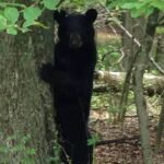 El oso más peligroso no es el ‘grizzly’ ni el polar