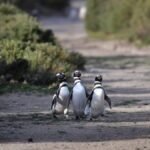 El destino imperdible de Argentina en 2026: el rincón secreto donde la fauna te dejará sin palabras