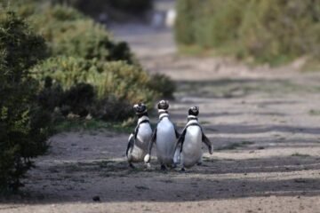 El destino imperdible de Argentina en 2026: el rincón secreto donde la fauna te dejará sin palabras