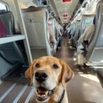 ‘Larry’, un viajero más rumbo a Barcelona